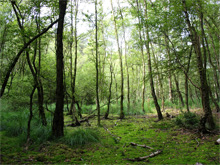Birkenmoorwald in der Ohligser Heide