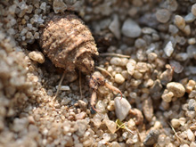 Ein Ameisenlöwe, Foto: Wikimedia Commons, Aiwok