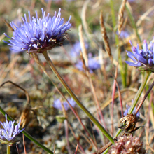 Berg-Sandglöckchen, Foto: K. Weddeling