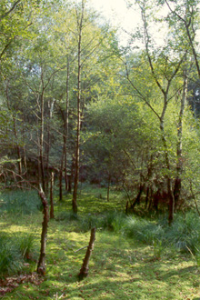 Birkenmoorwald mit Torfmoos-Polstern in der Ohligser Heide, Foto: J. Boomers