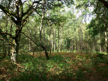 Eichen-Birkenwald: Eichen-Birkenwald im Naturschutzgebiet Southerberg in Leverkusen, Foto: B. Sonntag