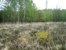 Während sich das erste Grün der Birken zeigt, blüht auch bereits der Englische Ginster in der Ohligser Heide, Foto: S. Thienel