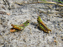 Männchen und Weibchen der Gefleckten Keulenschrecke am Hildener Sandberg, Foto: Anja You
