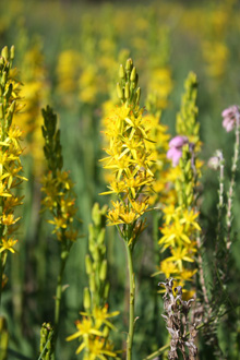 Moorlilie und Glockenheide, Foto: J. Dahlmann