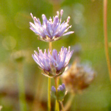 Berg-Sandglöckchen in der Ohligser Heide, Foto: J. Boomers