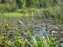 Stillgewässer: Weiher in der Ohligser Heide in Solingen, Foto: J. Boomers