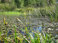 Stillgewässer: Weiher in der Ohligser Heide in Solingen, Foto: J. Boomers