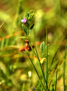 Sandtrockenrasen: Platterbsen-Wicke; Foto: B. Bouillon