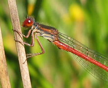 Die Scharlachlibelle in der Ohligser Heide