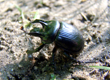 Männlicher Stierkäfer