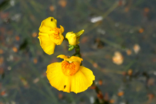 Südliche Wasserschlauch in Blüte