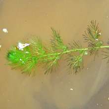 Südliche Wasserschlauch