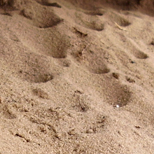 Die Trichter im Sand deuten auf Ameisenlöwen hin