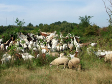 Ziegen- und Schafherde