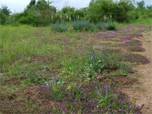 Dellbrücker Heide