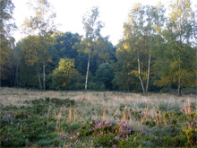 Hildener Heide