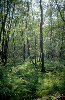 Birkenmoorwald Krüdersheide